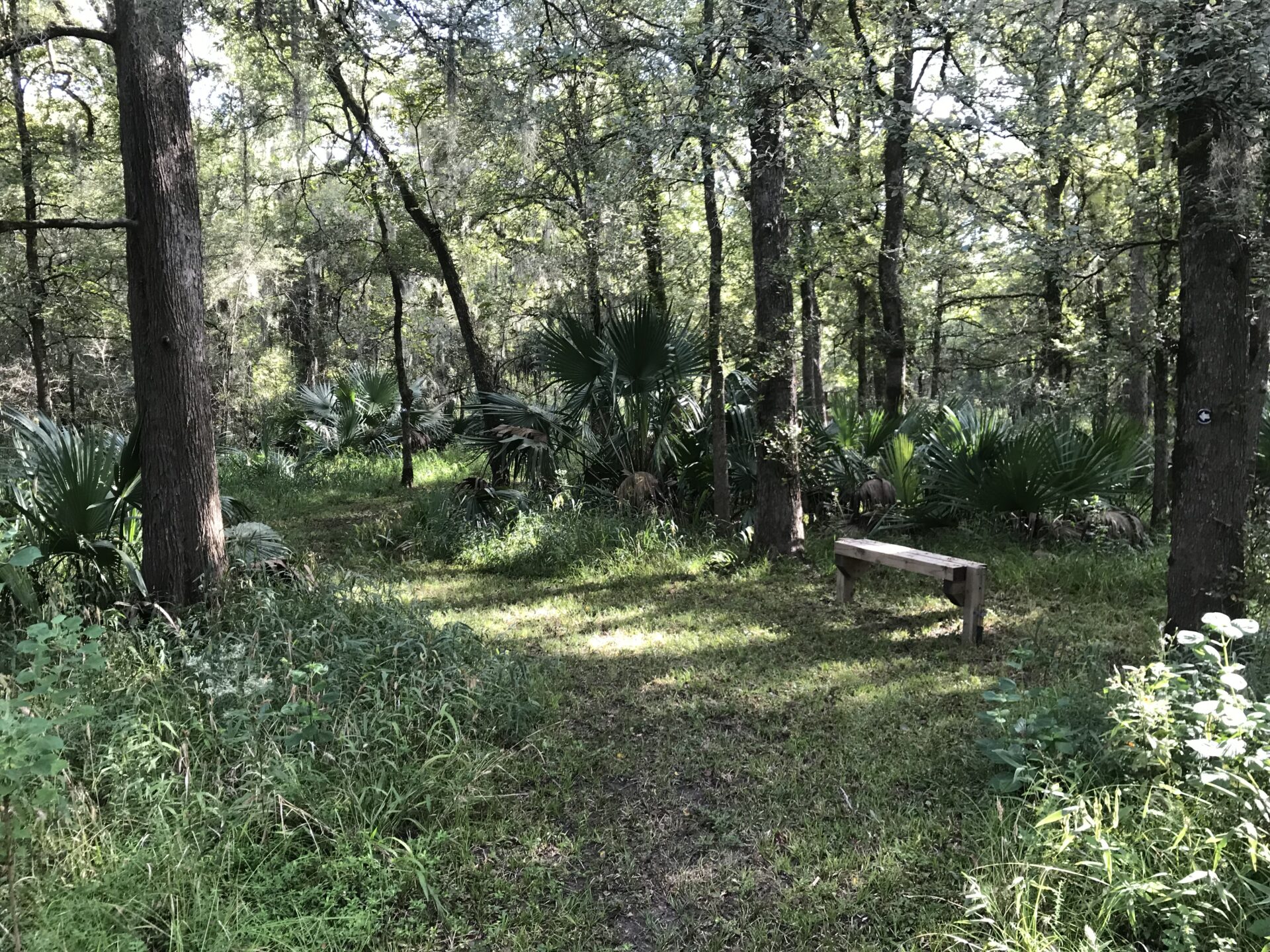 Tranquil forest scene with greenery