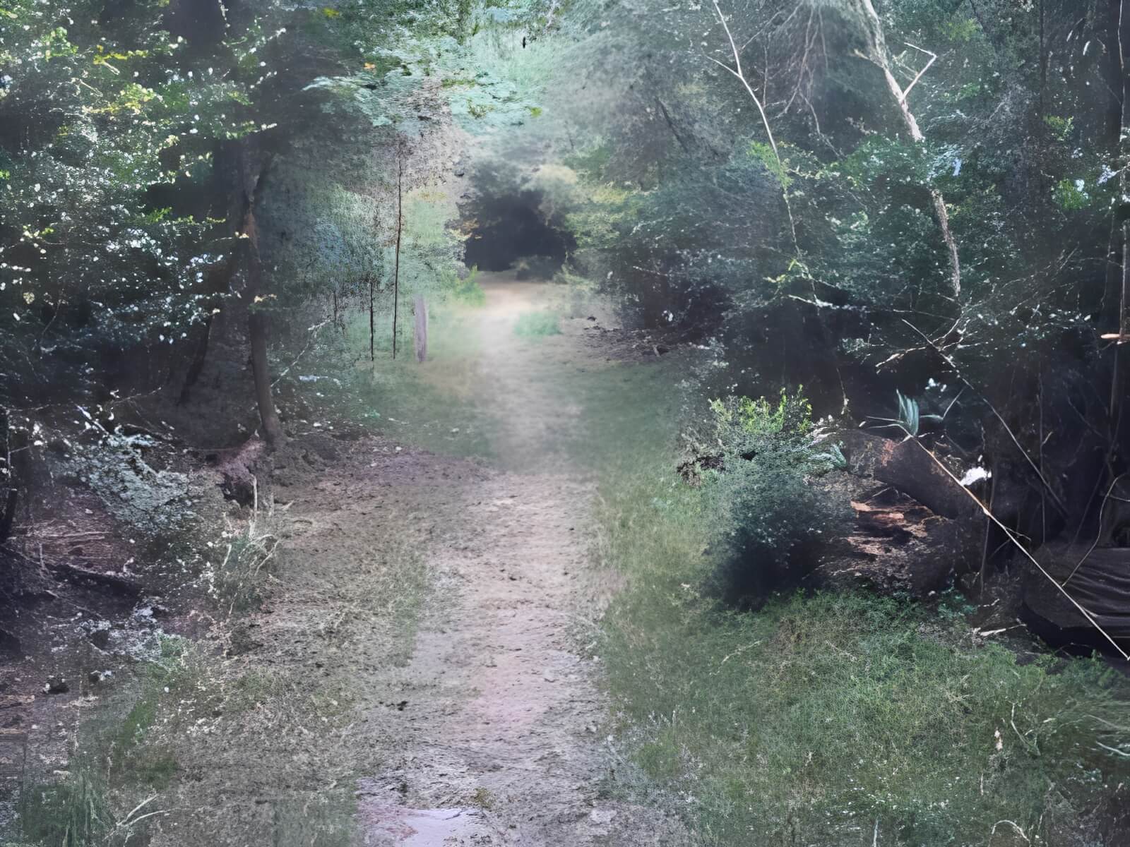 Serene forest trail with sunlight filtering