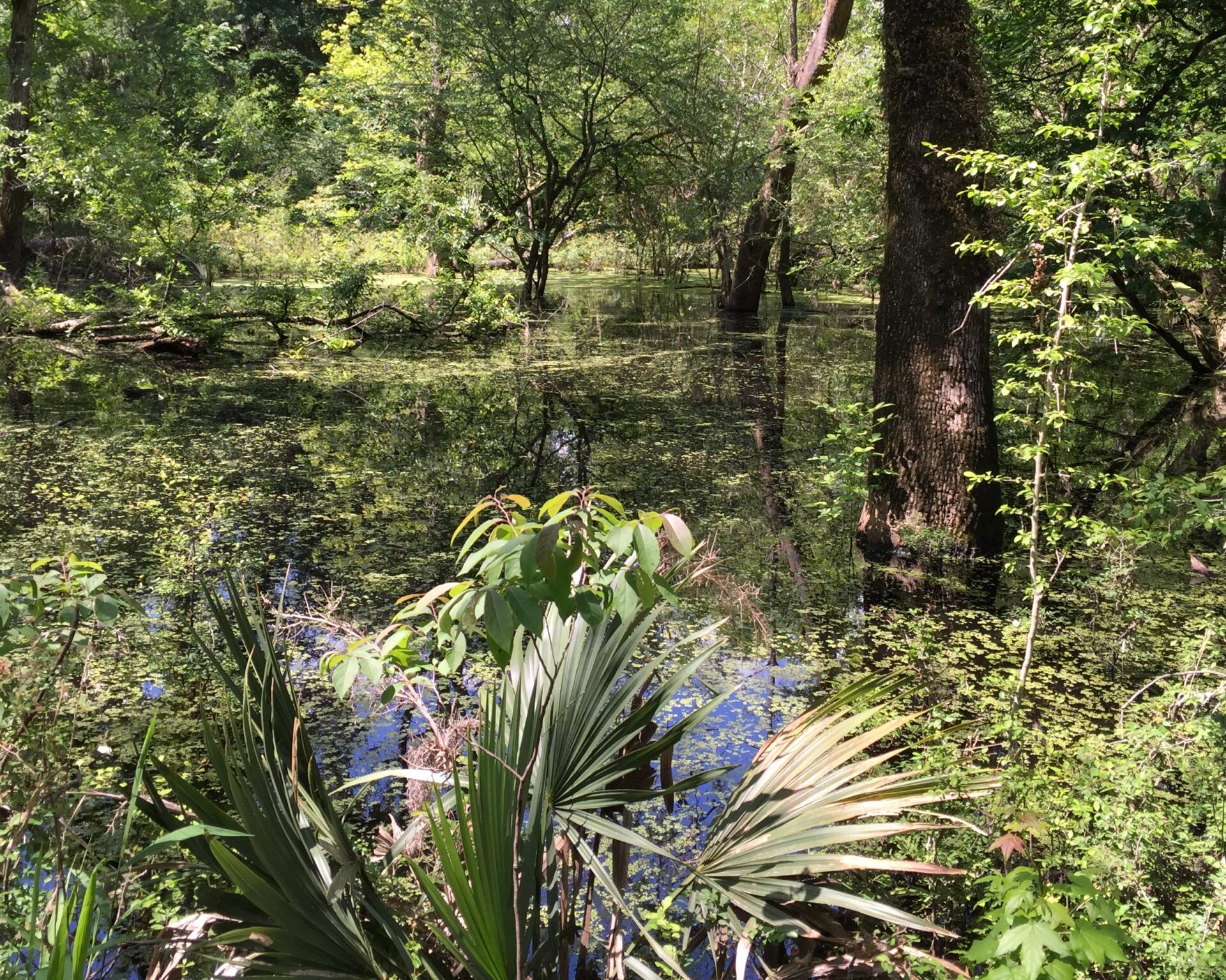 Dense greenery surrounding a calm water body.