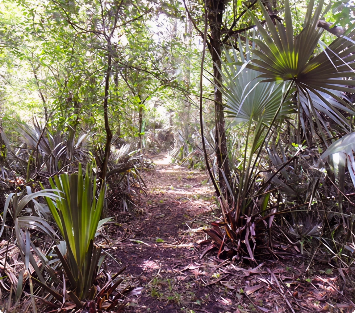 Sunlit pathway through dense jungle vegetation
