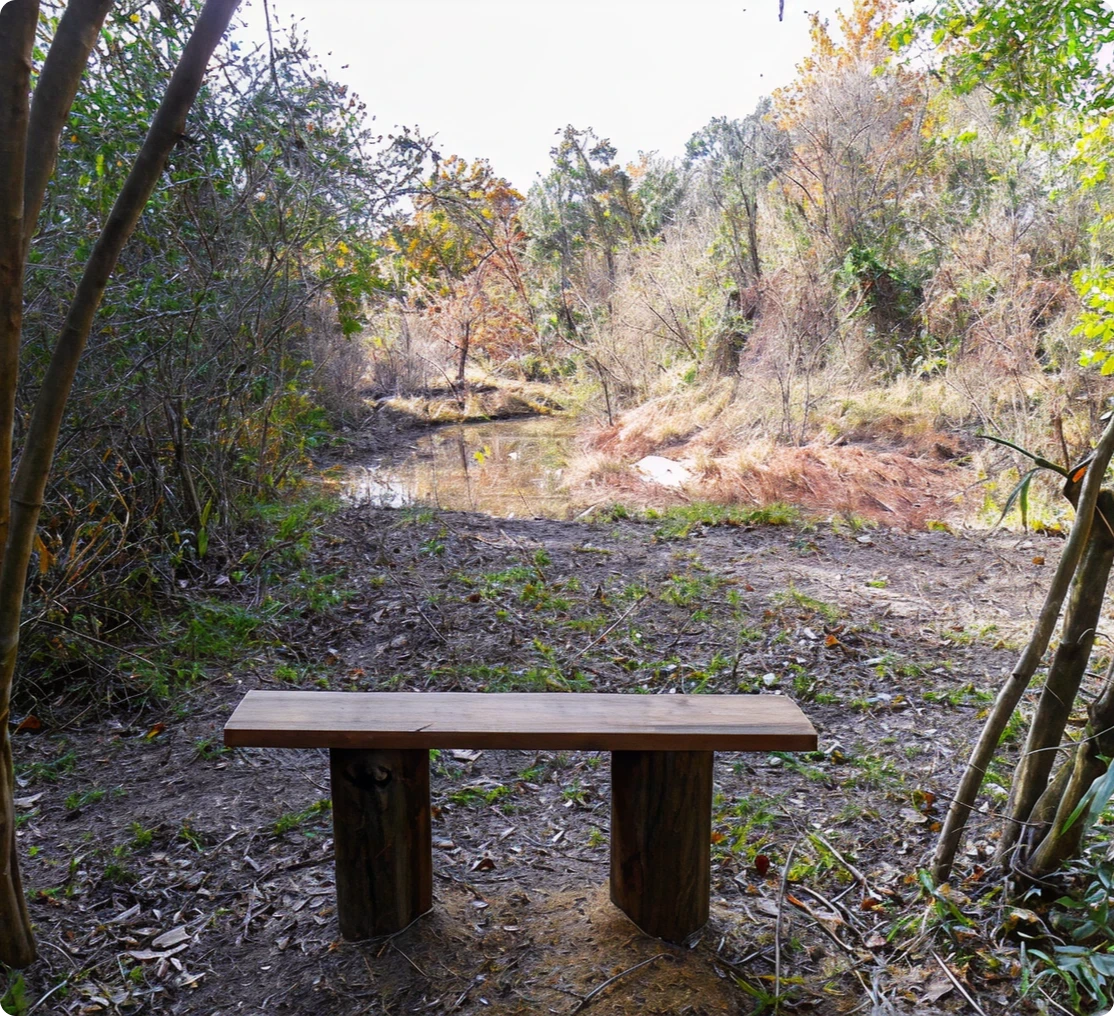 Tranquil forest scene with a bench