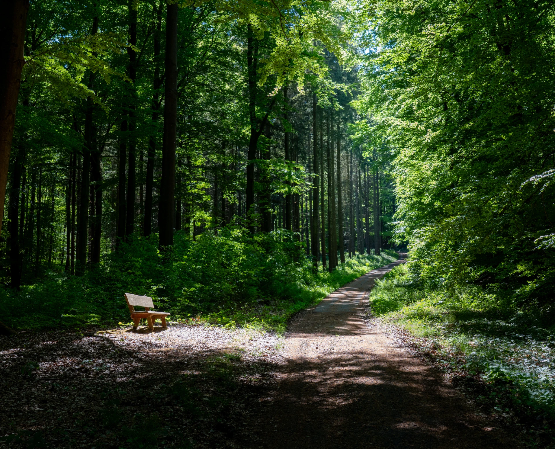 Sunlit trail through lush green forest